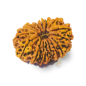 16-Mukhi-Rudraksha-Nepali l Sixteen Mukhi Rudraksha - Nepal l Real 16 Mukhi