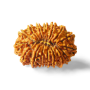 16-Mukhi-Rudraksha-Nepali l Sixteen Mukhi Rudraksha - Nepal l Real 16 Mukhi