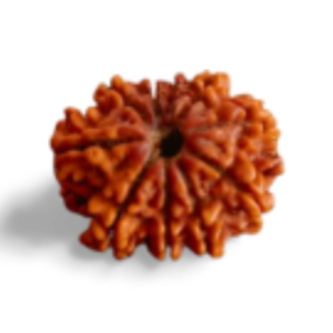 10 Mukhi Rudraksha to bless with Devi Durga