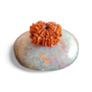 10 Mukhi Rudraksha Health Benefits