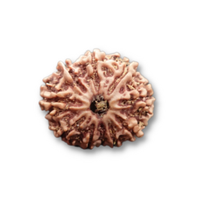 10 Mukhi Rudraksha