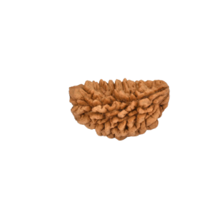 1 Mukhi Rudraksha - Half Moon