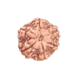 6 Mukhi Rudraksha