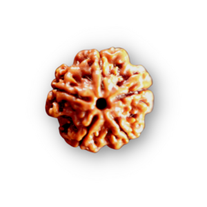 5 Mukhi Rudraksha