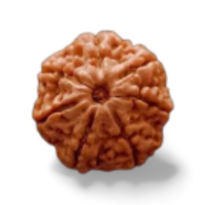 7 Mukhi Rudraksha