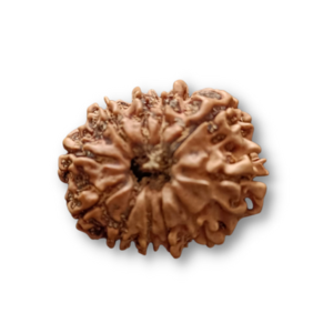 11 Mukhi Rudraksha