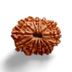 13 Mukhi Rudraksha