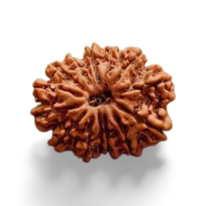 14 Mukhi Rudraksha