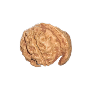 Ganesh Rudraksha