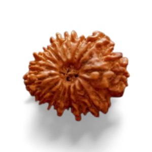 15 Mukhi Rudraksha