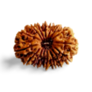 16 Mukhi Rudraksha