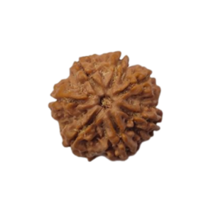 8 Mukhi Nepali Rudraksha