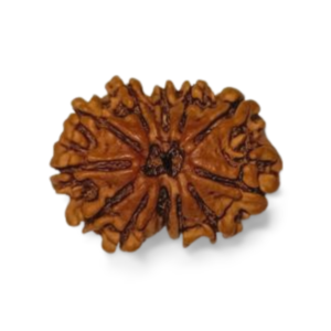 12 Mukhi Rudraksha