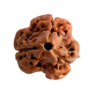 3 Mukhi Rudraksha