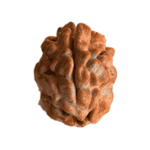 2 Mukhi Rudraksha - India