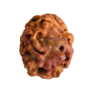 2 Mukhi Nepali Rudraksha