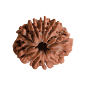 9 Mukhi Rudraksha