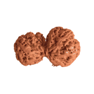 Gauri-Shankar Rudraksha