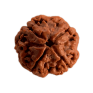 4 Mukhi Rudraksha